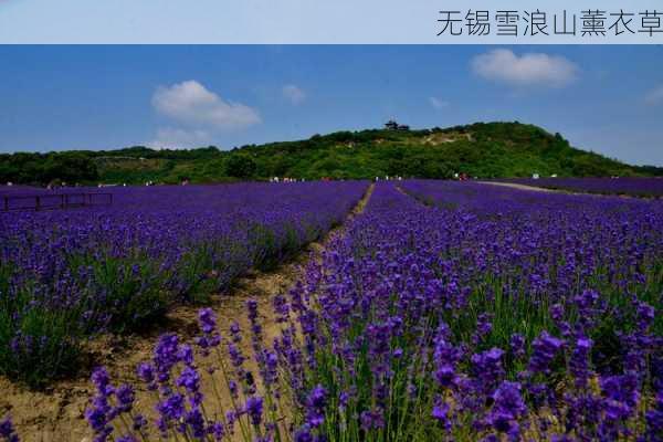 无锡雪浪山薰衣草