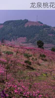 龙泉桃花